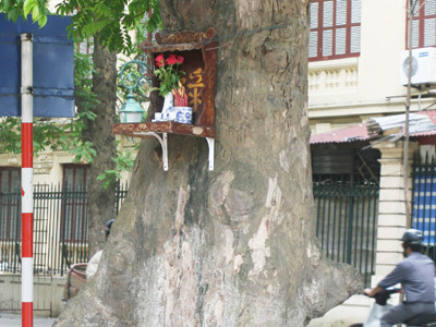 Lập bàn thờ trên cây