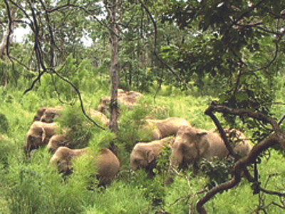 Đàn voi rừng ở Đắk Lắk.	Ảnh: TTO