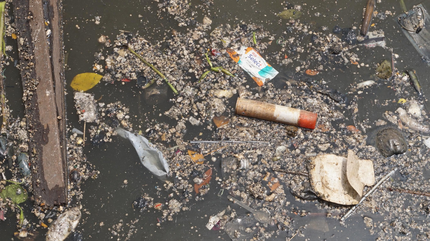 Cá chết nổi trắng trên mặt nước.