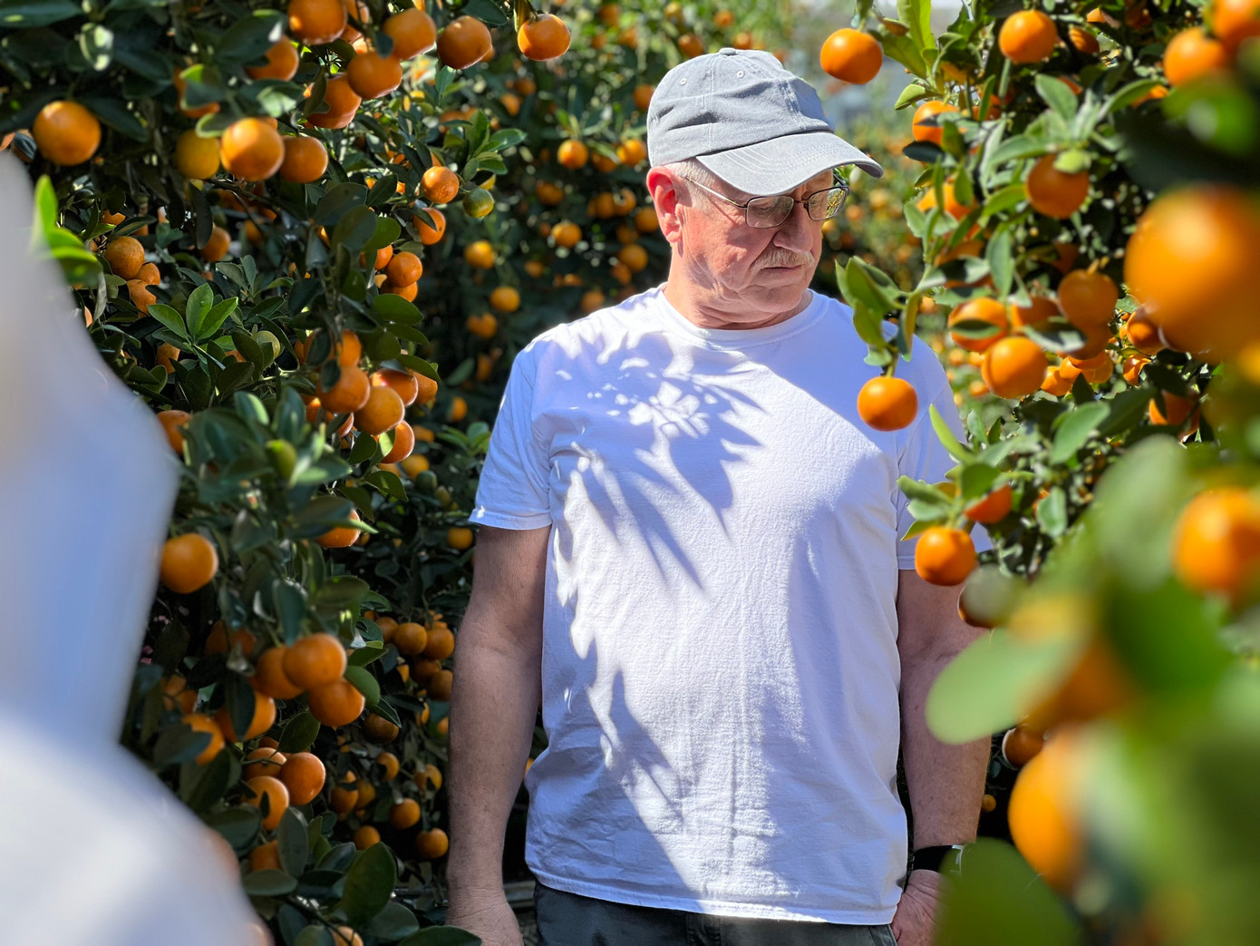 Không chỉ khách Việt, nhiều du khách nước ngoài thích thú, tham quan chợ hoa Tết. Trong ảnh: Ông Gary jones (du khách Mỹ) đang tham quan, chọn cây quất ưng ý để về trưng Tết.