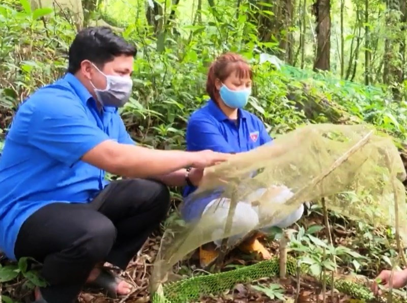 Hiện Tổ hợp tác trồng sâm của đoàn viên A Chen (bên trái) có 21 thành viên cùng hàng chục nghìn cây sâm Ngọc Linh Hiện Tổ hợp tác trồng sâm của đoàn viên A Chen (bên trái) có 21 thành viên cùng hàng chục nghìn cây sâm Ngọc Linh