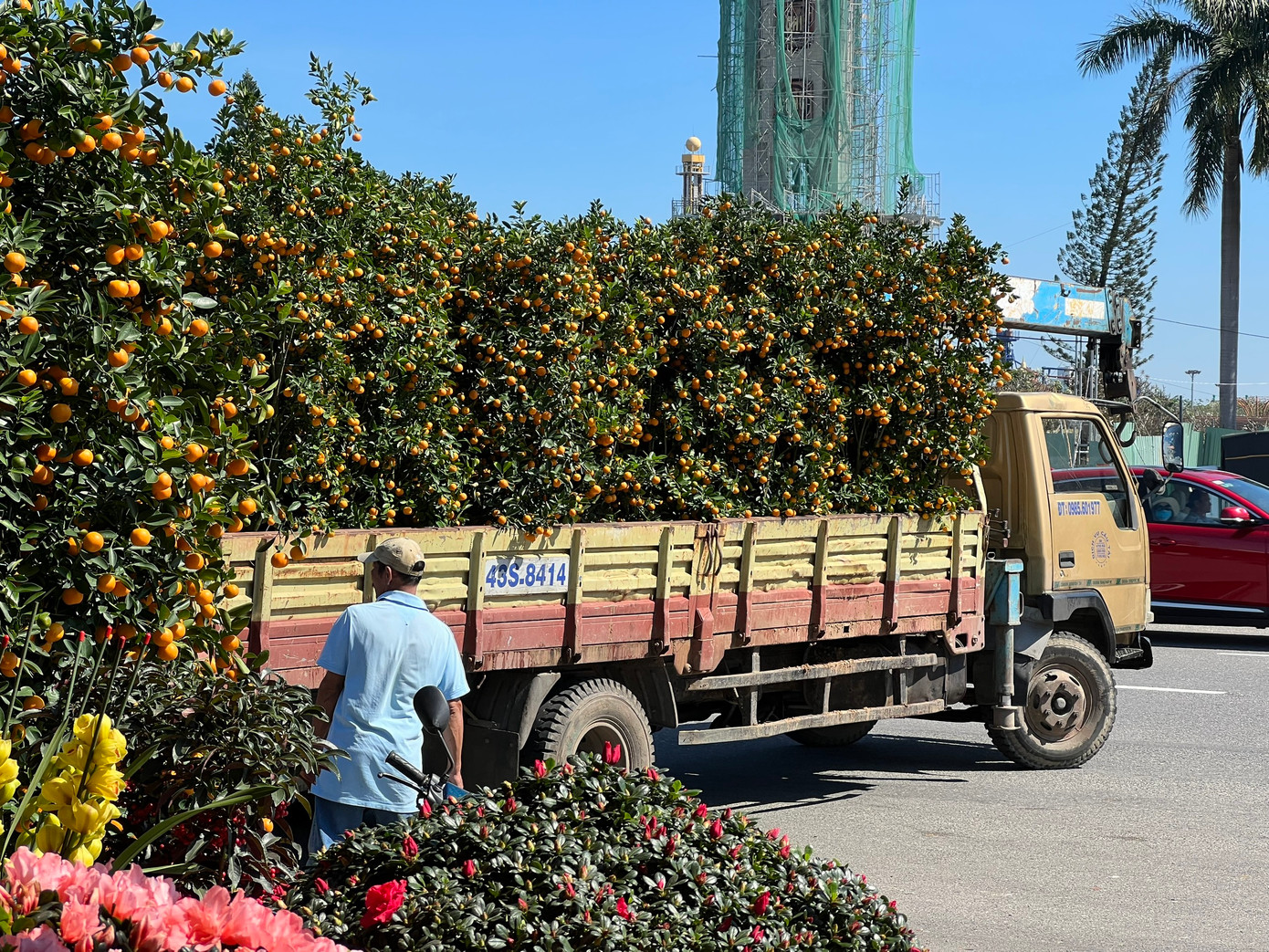 Theo khảo sát, giá quất năm nay cao gần gấp đôi so với năm ngoái. Chị Nguyễn Thị Thu (trú xã Cẩm Kim, TP. Hội An, tỉnh Quảng Nam) cho hay, giá đặt mua tại vườn có cây đã lên tới tiền triệu, tính thêm chi phí vận chuyển, nhân công chăm sóc nên giá đội lên rất cao.