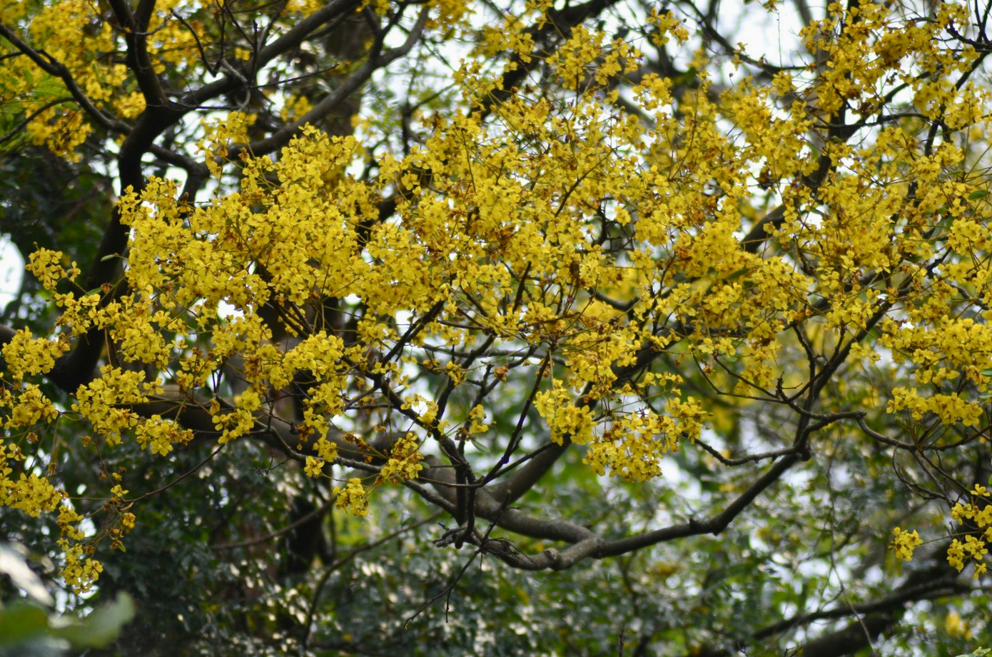 Cây lim xẹt thường được gọi là lim sét vì cứ đến mùa sắp ra hoa, hay sau mùa rụng hoa kết trái, đầu cành đầy những nụ, và trái điểm chút màu nâu như màu gỉ sét. Nên nhiều người cứ gọi tên là lim sét cho dễ nhớ.