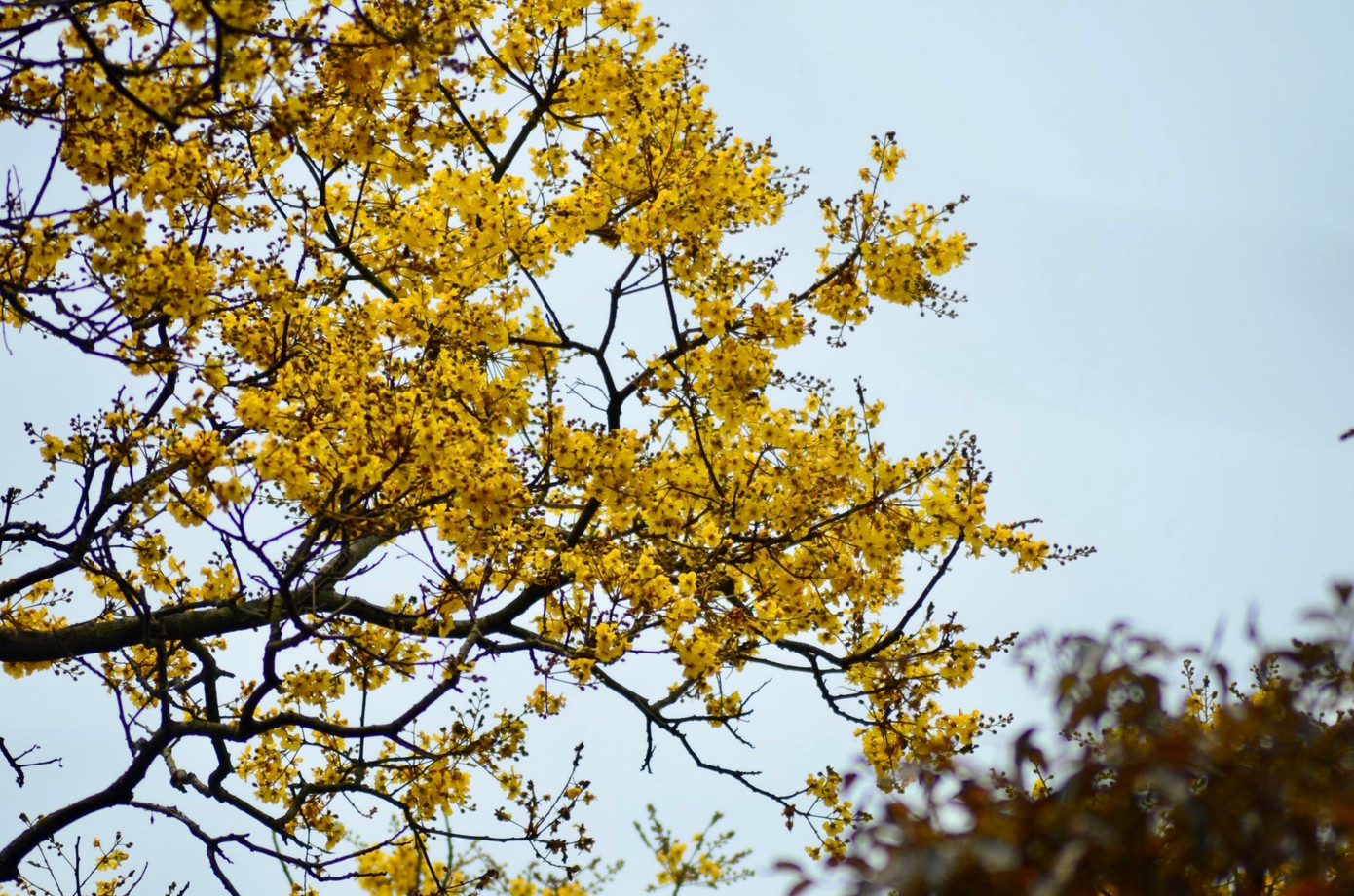 Cây lim xẹt thường được gọi là lim sét vì cứ đến mùa sắp ra hoa, hay sau mùa rụng hoa kết trái, đầu cành đầy những nụ, và trái điểm chút màu nâu như màu gỉ sét. Nên nhiều người cứ gọi tên là lim sét cho dễ nhớ.