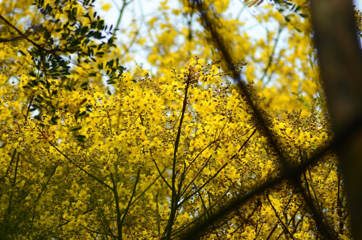 Cây lim xẹt thường được gọi là lim sét vì cứ đến mùa sắp ra hoa, hay sau mùa rụng hoa kết trái, đầu cành đầy những nụ, và trái điểm chút màu nâu như màu gỉ sét. Nên nhiều người cứ gọi tên là lim sét cho dễ nhớ.