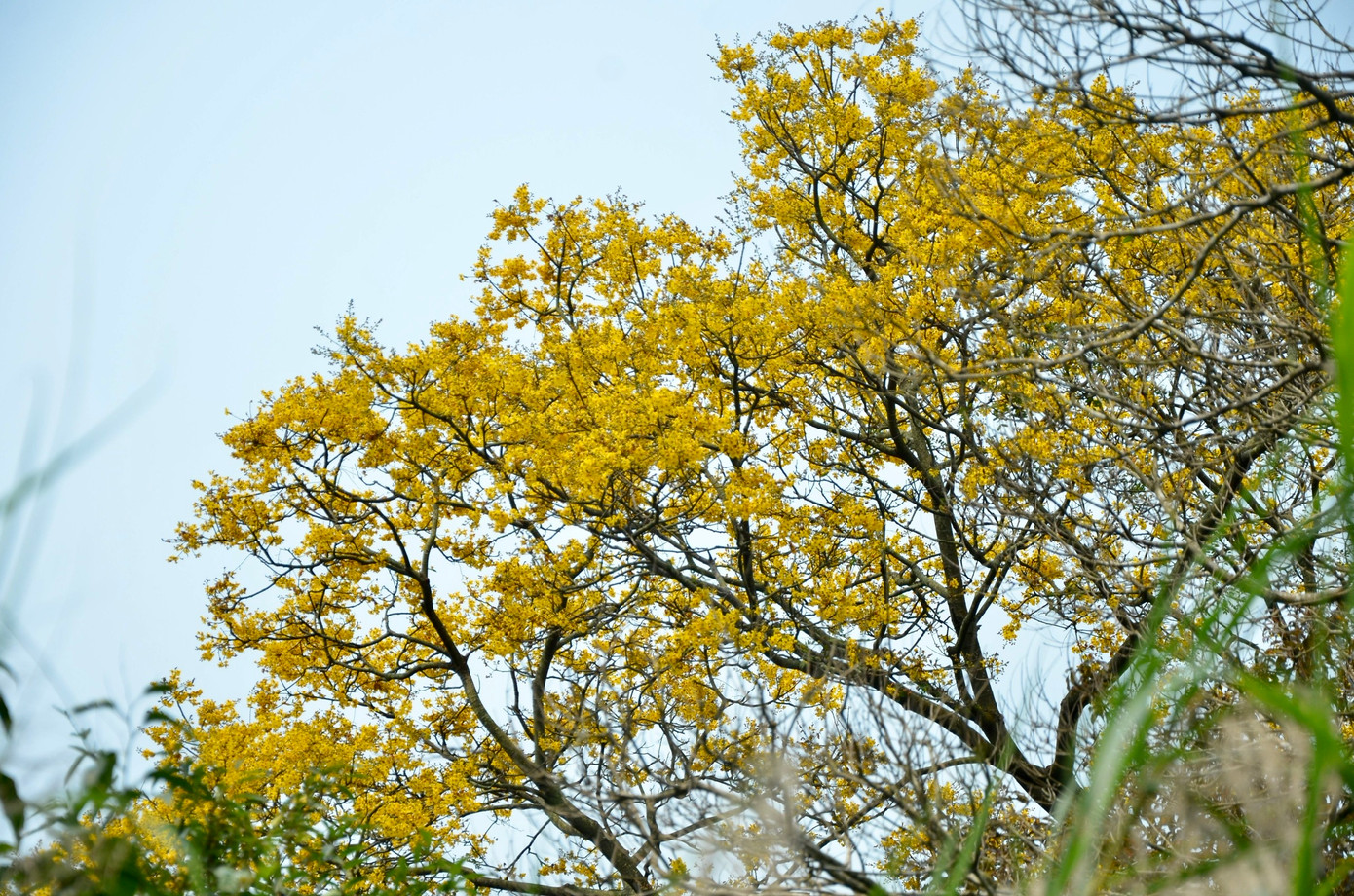 Với đặc thù cây thân gỗ, cành lớn, loài cây này thường là nơi trú chân, kiếm ăn và thư giãn của loài Voọc Chà vá chân nâu quý hiếm trên bán đảo.