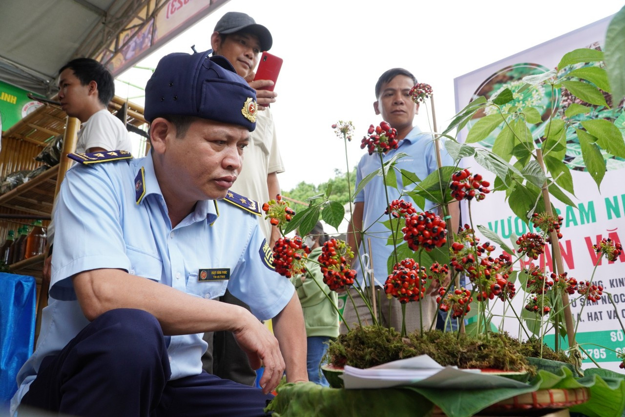 Trước khi khai mạc phiên chợ, lực lượng chức năng tiến hành kiểm tra từng gian hàng tại chợ sâm. Ảnh: Hoài Văn