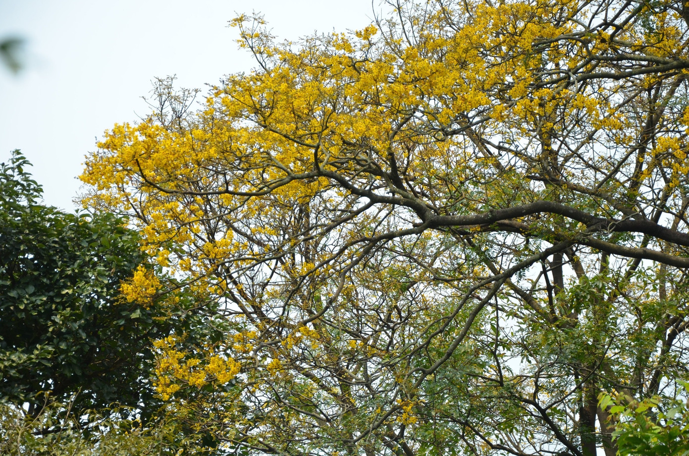 Mỗi mùa hoa lim xẹt nở rộ Sơn Trà là dịp người dân, du khách và các nhiếp ảnh gia khắp nơi tụ hội về săn những bức ảnh đẹp.