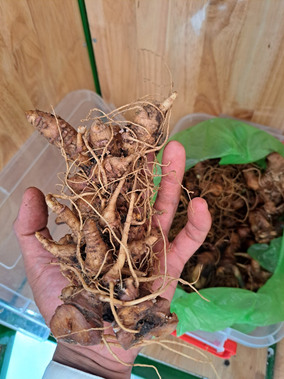 Củ sâm được nghi là giả sâm Ngọc Linh đang có ý định đưa vào phiên chợ.