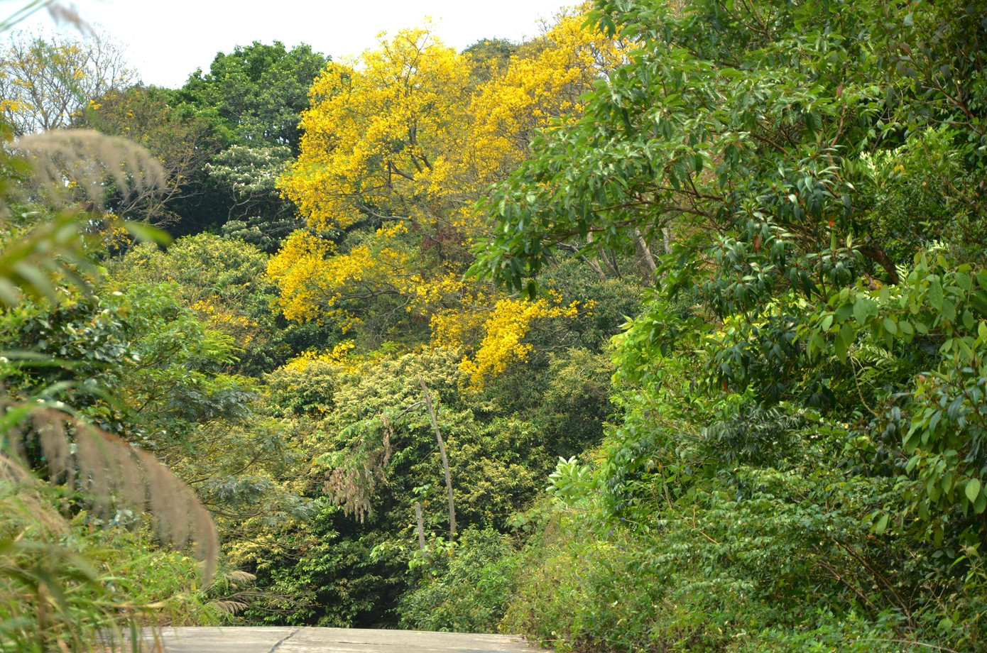 Trao đổi với PV, Ban quản lý bán đảo Sơn Trà và các bãi biển du lịch Đà Nẵng cho biết, hiện con đường dẫn lên địa điểm hoa lim xẹt mũi Tiên Sa đang bị cấm vì tình trạng sạt lở chưa từng có. Trước đó, sau trận mưa kỷ lục đêm 14 rạng sáng 15/10/2022 do hoàn lưu bão Sơn Ca, bán đảo Sơn Trà có đến 41 điểm sạt lở ở bốn tuyến đường tham quan. Hiện cơ quan chức năng vẫn đang cố gắng khắc phục.
