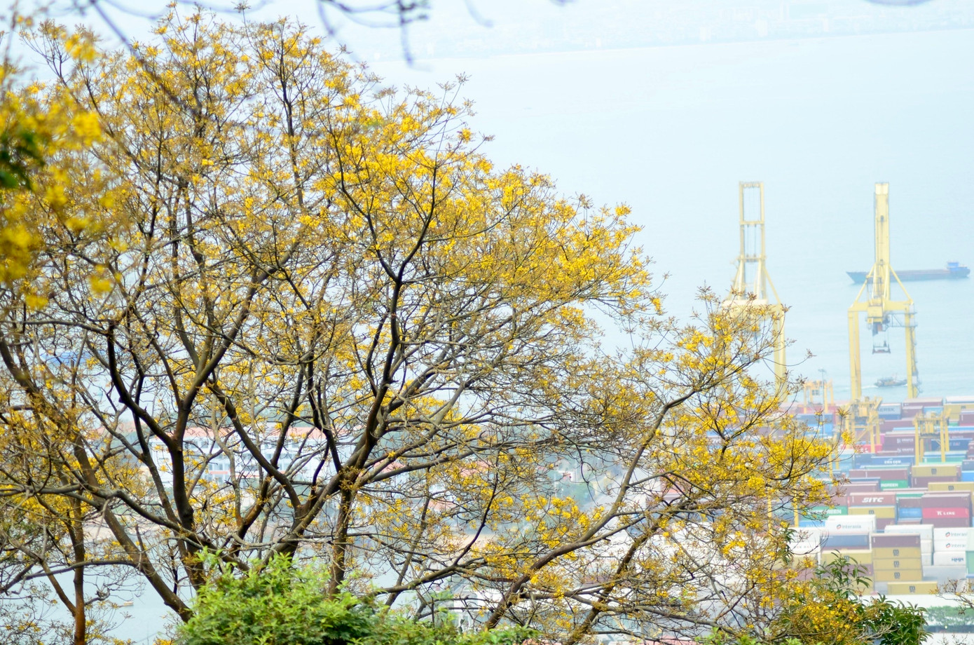 Đứng trên Sơn Trà, người dân, du khách không chỉ chiêm ngưỡng sắc hoa lim xẹt rực rỡ, mà có thể ngắm nhìn nhìn toàn cảnh thành phố Đà Nẵng xinh đẹp.