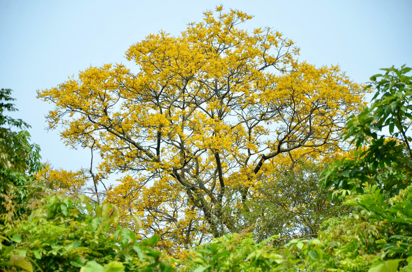 Cuối tháng 3 dương lịch hàng năm, những gốc lim xẹt một góc bán đảo Sơn Trà từ phía mũi Tiên Sa lại nở rộ tạo thành điểm nhấn lãng mạn cho bán đảo.