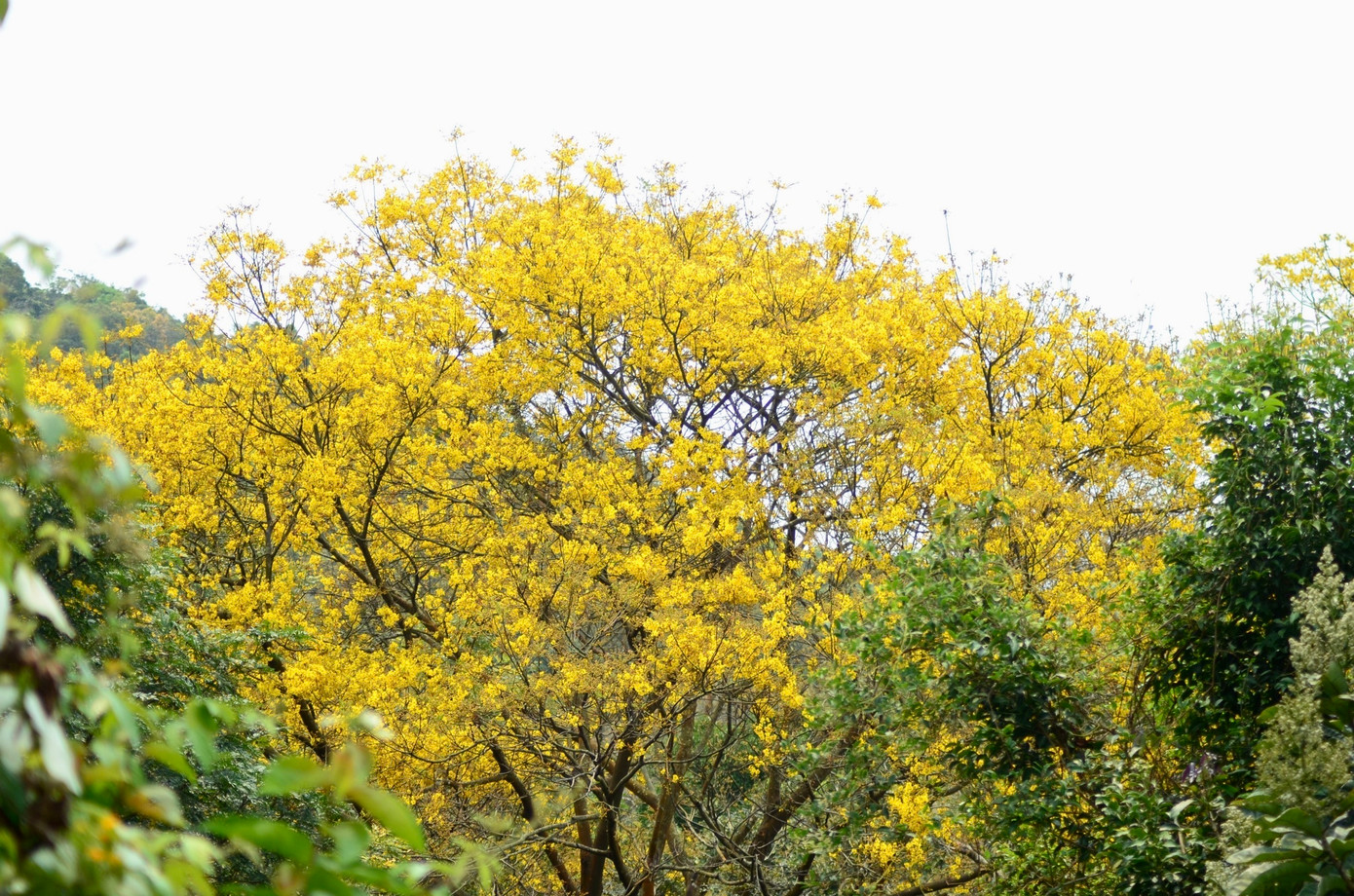 Hoa lim xẹt được gọi với nhiều cái tên, như lim sét hay phượng vàng, điệp vàng, muồng kim phượng,... Dọc các tuyến phố Đà Nẵng, loài hoa này cũng được ưa chuộng để tạo cảnh quan đẹp mắt và làm bóng mát.