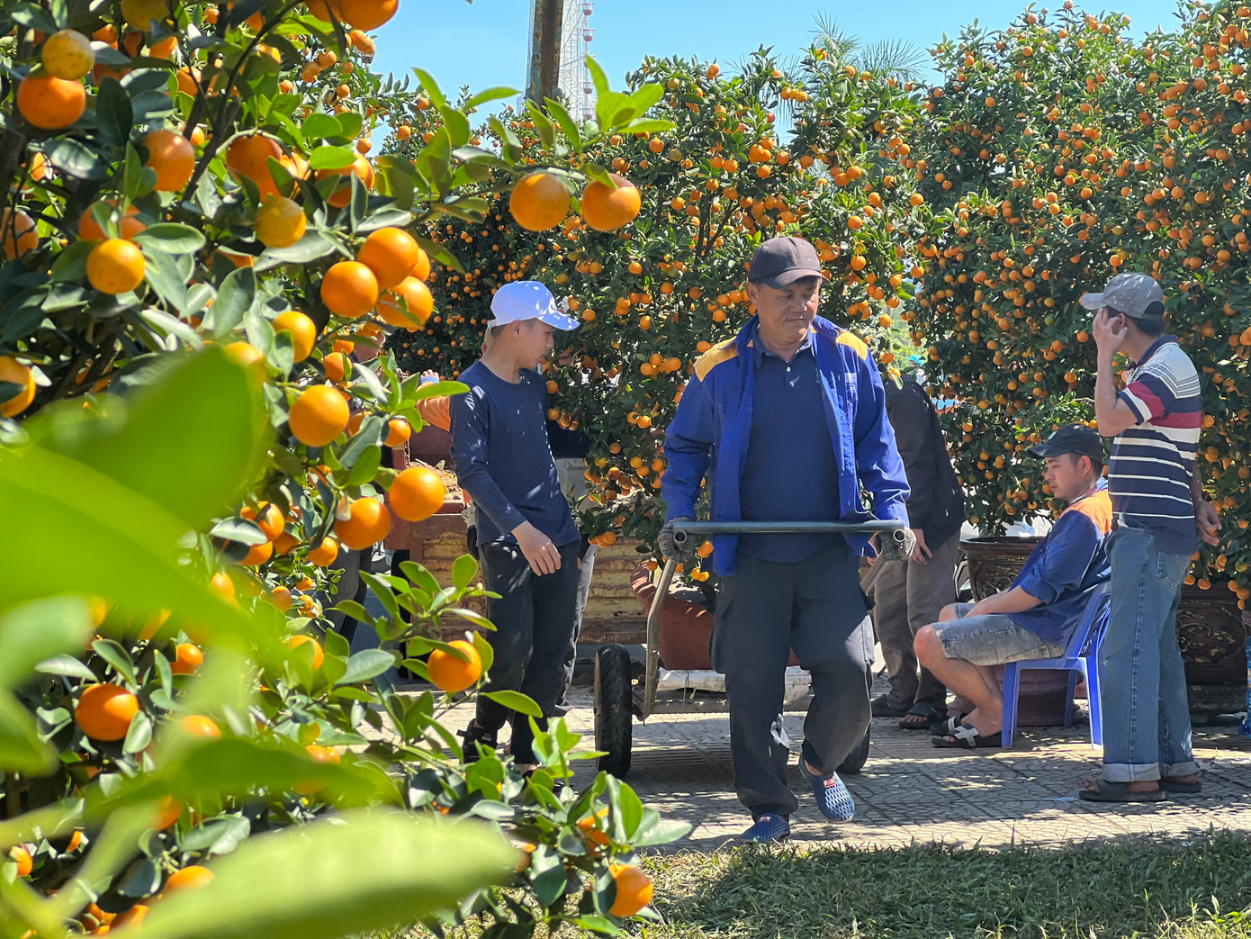 Quất Hội An, Quảng Ngãi "đổ bộ" về chợ hoa Tết lớn nhất Đà Nẵng.
