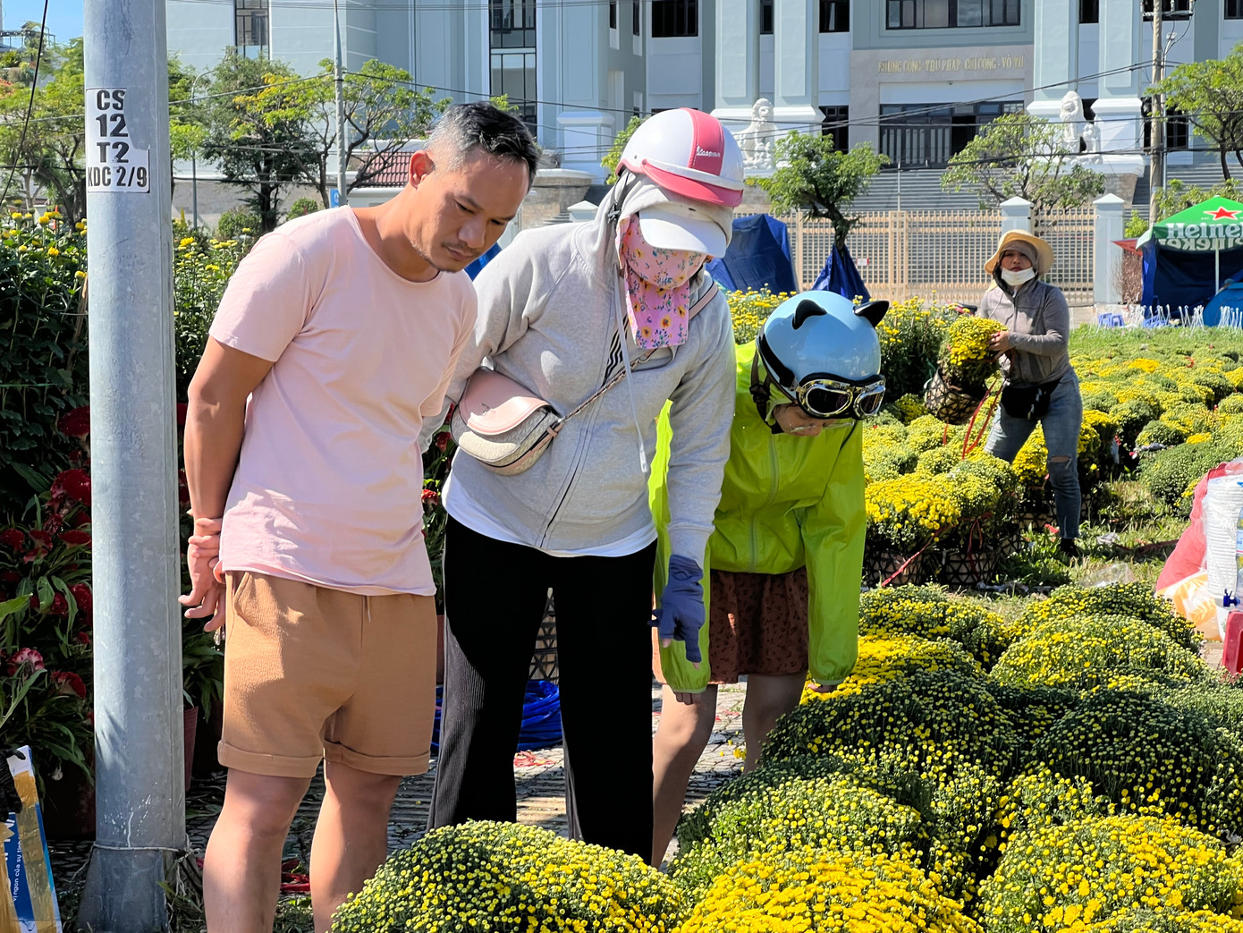 Tại chợ hoa Tết lớn nhất Đà Nẵng, ngoài các loại hoa mới, còn lại chủ yếu là những loại cây trưng Tết ưa chuộng mang ý nghĩa mang lại tài vận, sung túc như cúc mâm xôi, trạng nguyên, phát lộc, phát tài, đỗ quyên,...