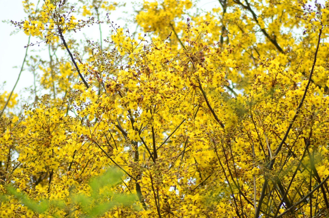 Cây lim xẹt thường được gọi là lim sét vì cứ đến mùa sắp ra hoa, hay sau mùa rụng hoa kết trái, đầu cành đầy những nụ, và trái điểm chút màu nâu như màu gỉ sét. Nên nhiều người cứ gọi tên là lim sét cho dễ nhớ.