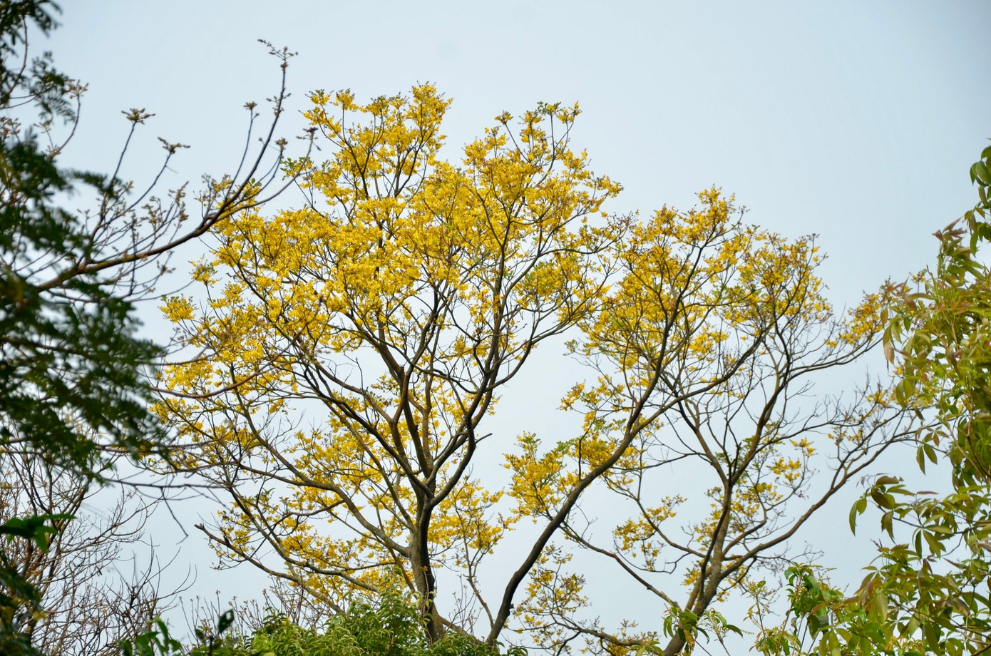 Anh Nguyễn Văn Định (trú quận Sơn Trà), chia sẻ: "Màu vàng của hoa lim xẹt luôn đem đến cảm giác thư thái và những khoảng trời dịu mát, êm ả".