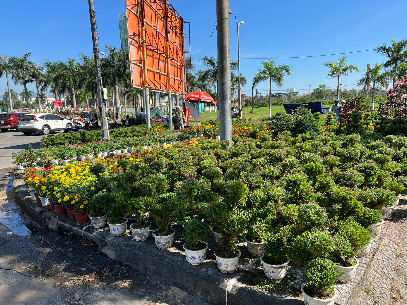 Không khí Tết đã bắt đầu "tràn" xuống phố khoe sắc. Nhiều mặt hàng như cúc, mai, cây bon sai... chờ khách tới.