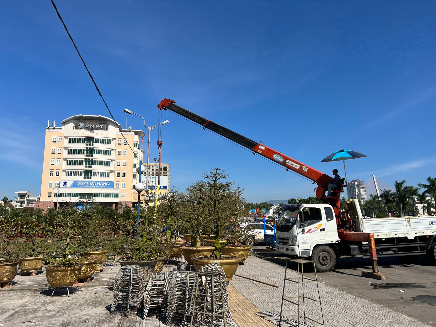 Ghi nhận của Tiền Phong, hàng chục cây mai vàng "khủng" đã đổ bộ về chợ hoa Tết khiến nhiều người trầm trồ khen ngợi.