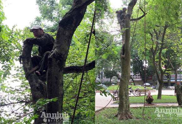 Công nhân tiến hành chặt hạ phần ngọn cây sưa đỏ bị cho là mục ruỗng. Công nhân tiến hành chặt hạ phần ngọn cây sưa đỏ bị cho là mục ruỗng