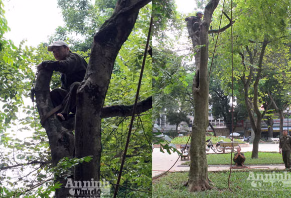 Công nhân tiến hành chặt hạ phần ngọn cây sưa đỏ bị cho là mục ruỗng