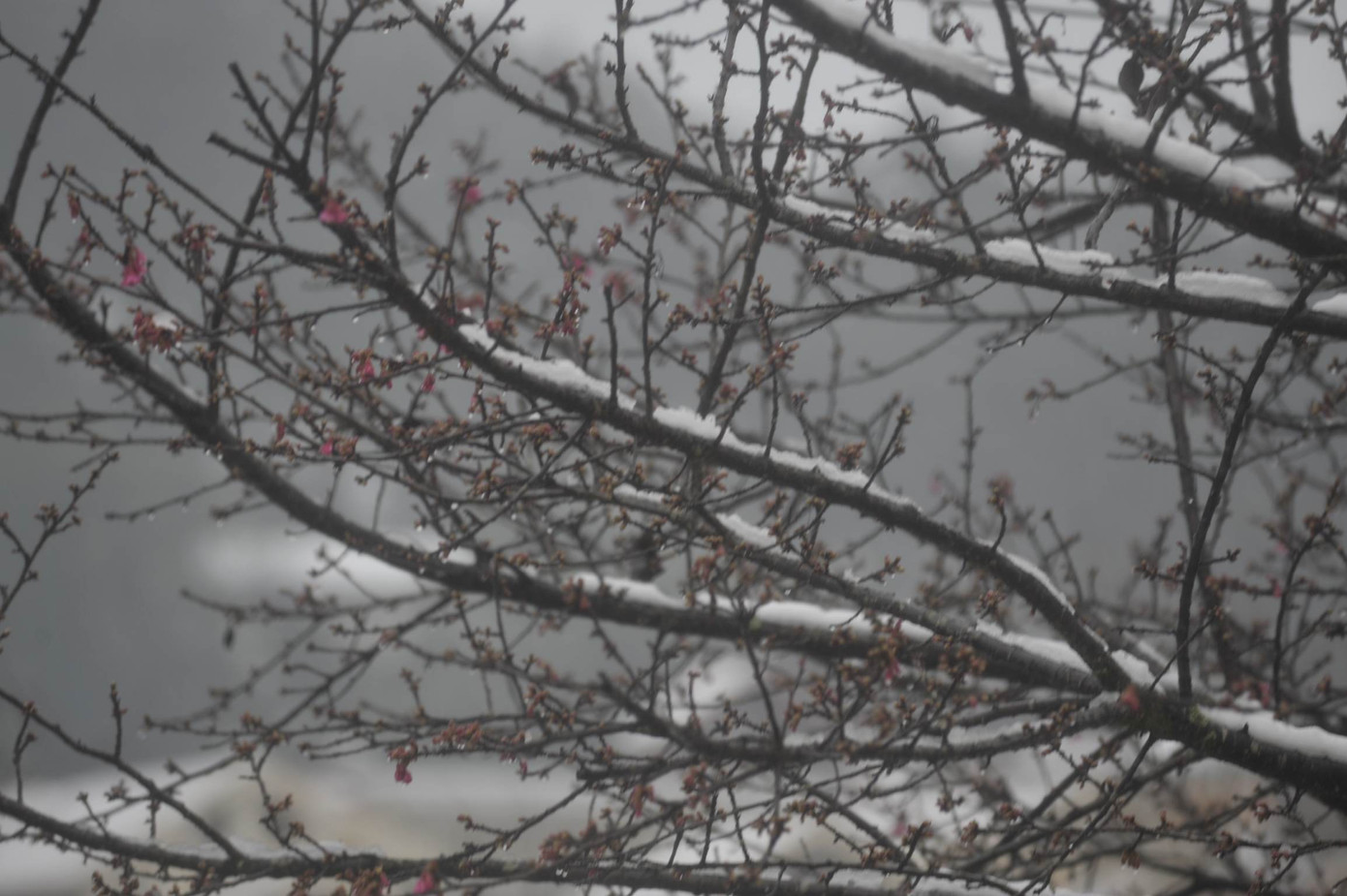 Cành anh đào trong tuyết