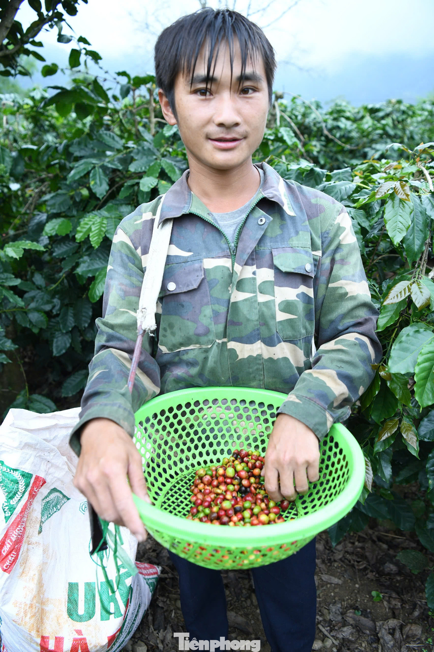 Cây cà-phê còn tạo công ăn việc làm cho hàng nghìn lao động là đồng bào dân tộc H’Mông, dân tộc Thái.