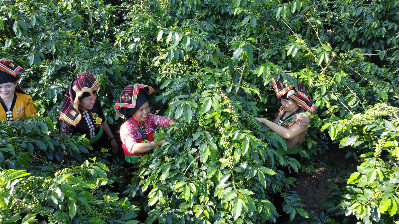 Người Thái Mường Ảng quyết giữ thương hiệu cafe hữu cơ.