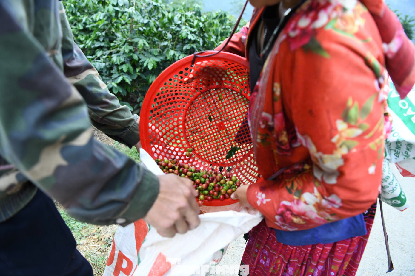 Cà phê tươi được người lao động hái tại vườn.