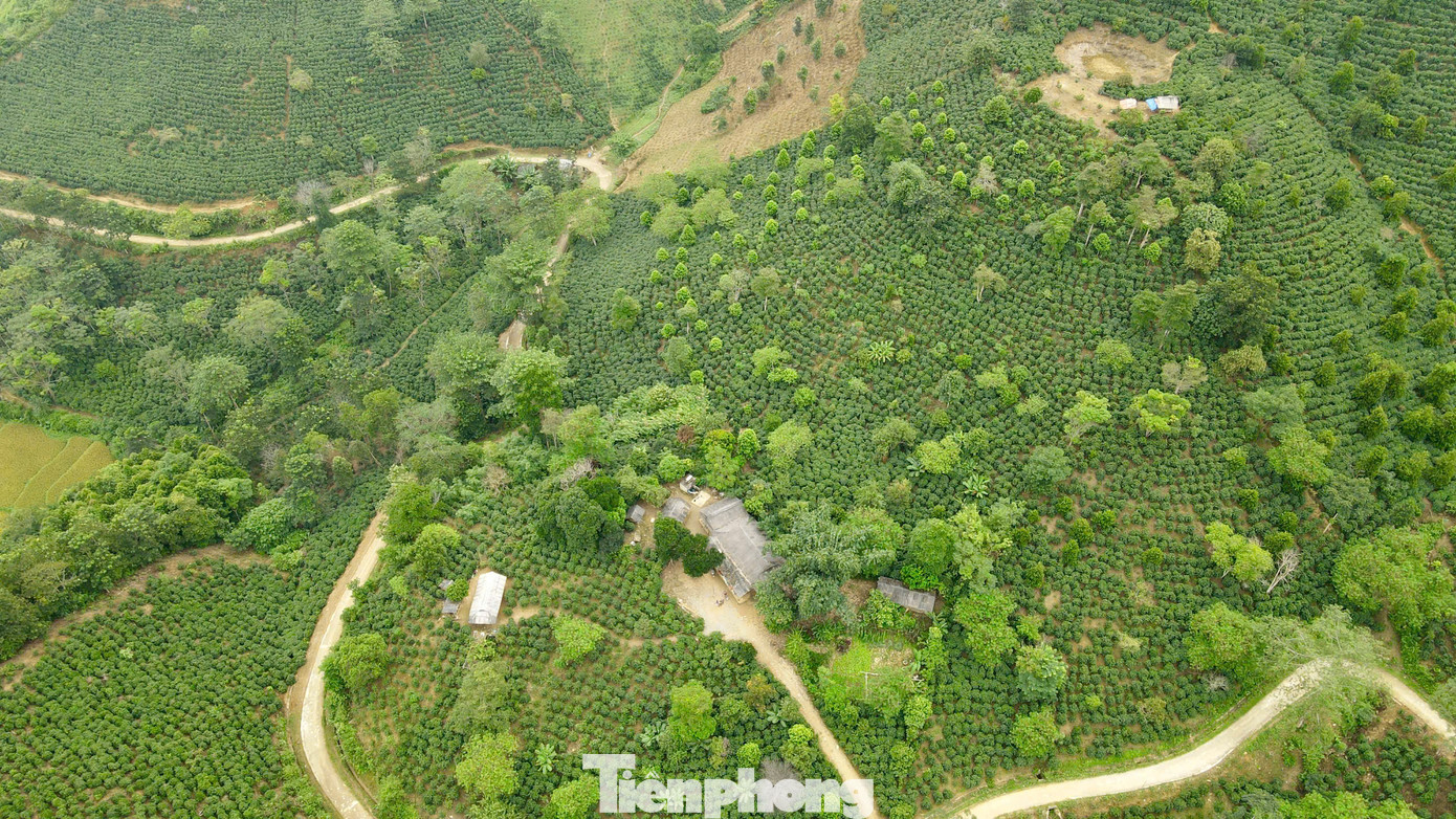 Toàn huyện Mường Ảng có khoảng gần 3000ha cà phê.