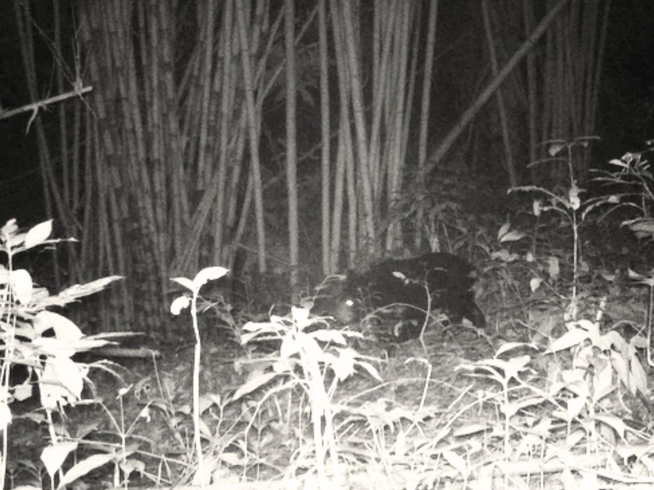 Bẫy ảnh phát hiện loài gấu ngựa quý hiếm tại Vườn quốc gia Chư Mom Ray Bẫy ảnh phát hiện loài gấu ngựa quý hiếm tại Vườn quốc gia Chư Mom Ray