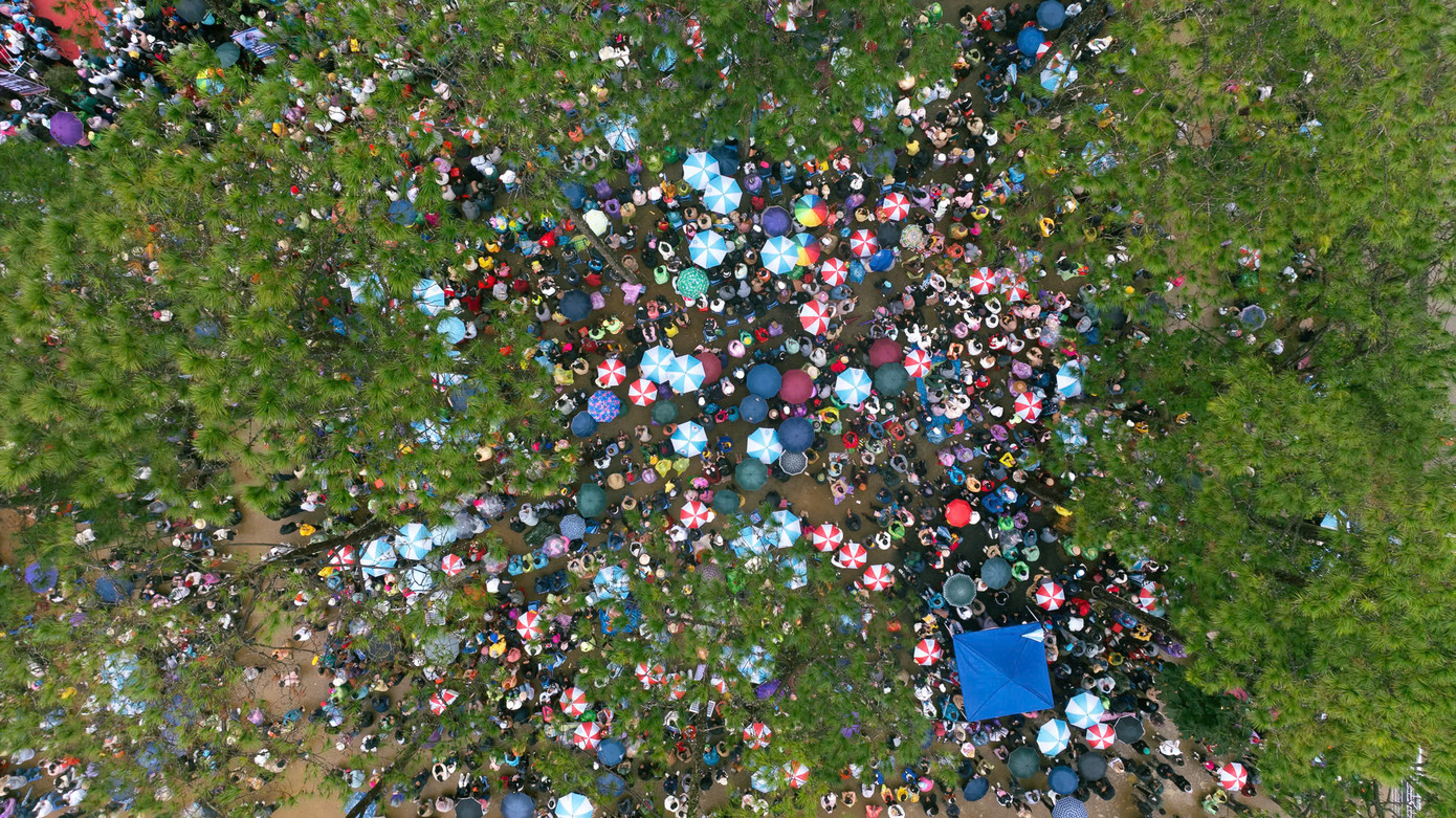 Nhìn từ trên cao, những chiếc ô đầy màu sắc đã giúp quang cảnh bên trong rừng thông càng trở nên nổi bật.