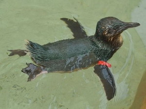 Chú chim cánh cụt được trả lại vườn thú và hoàn toàn khỏe mạnh