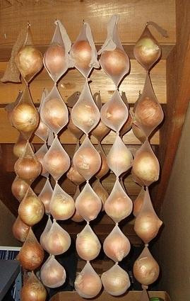 Bỏ hành tây vào vớ da, chúng sẽ được bảo quản một cách tuyệt vời.