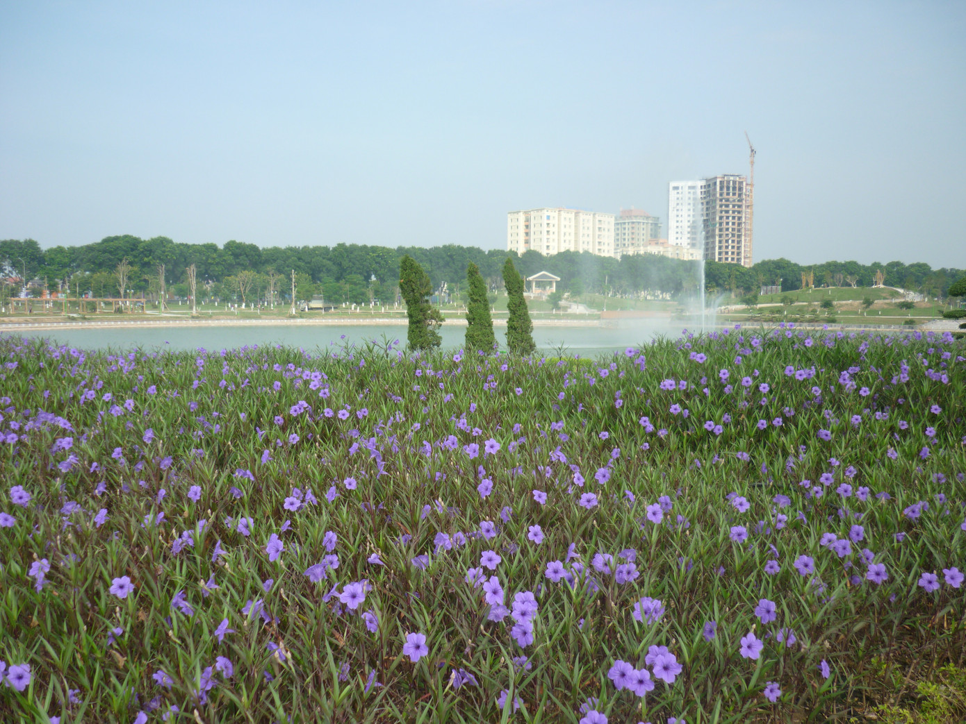 Cánh đồng hoa nhỏ, nằm giữa công viên