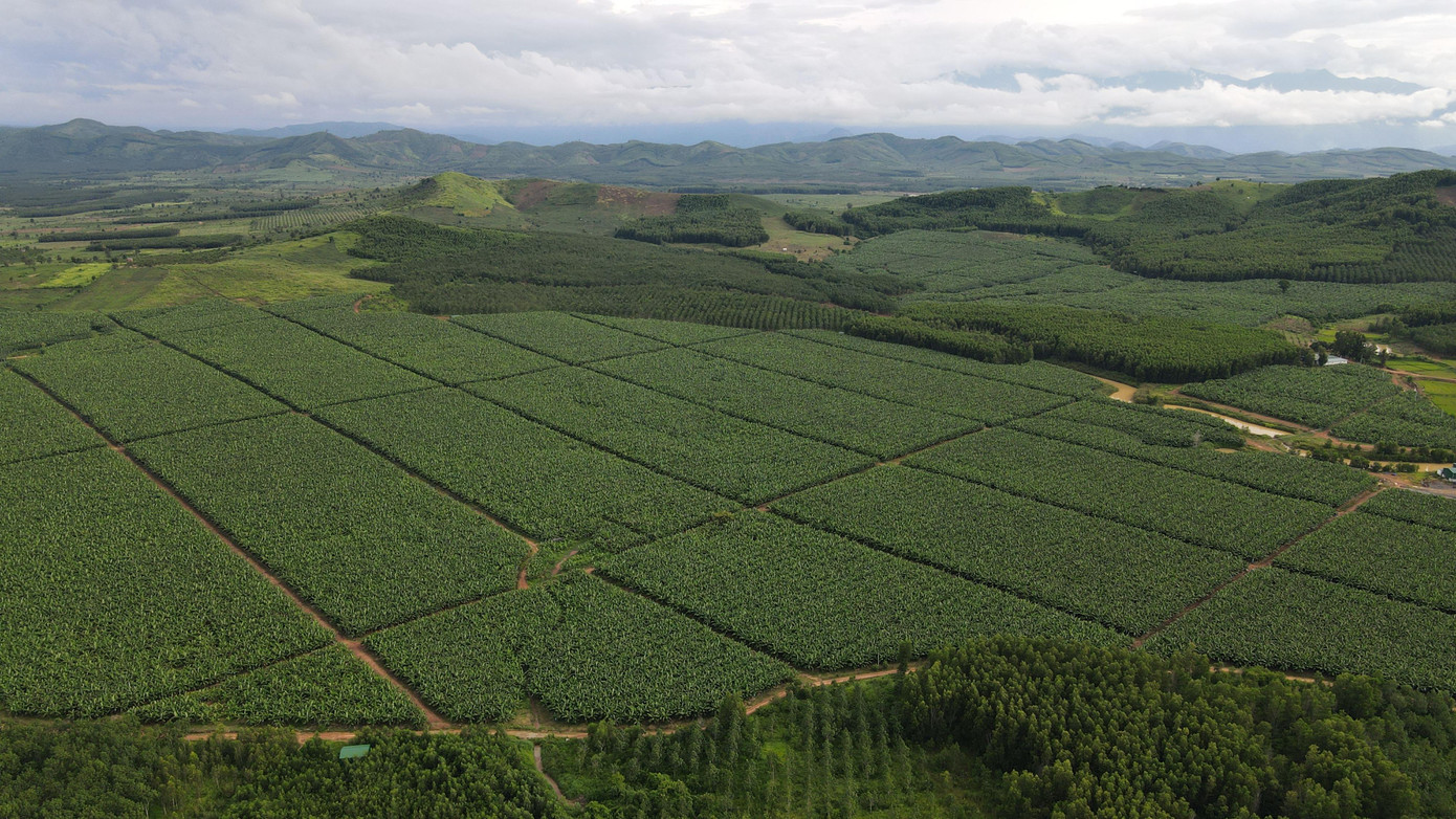 Trang trại chuối KD Green Farm quy mô hơn 100ha của tập đoàn KDI Holdings
