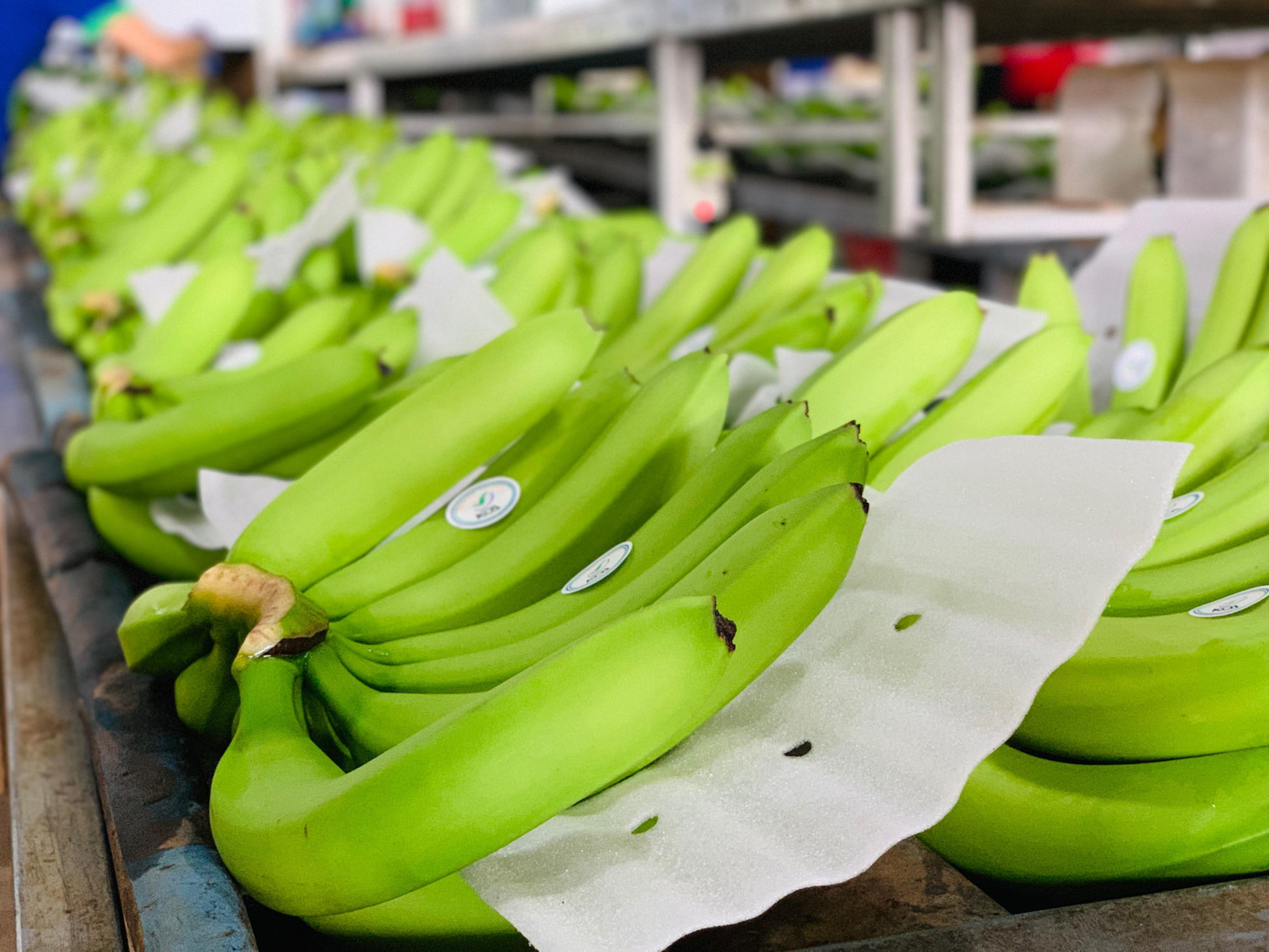 Buồng chuối mang thương hiệu KDA được sản xuất theo mô hình khép kín, đạt chất lượng vượt tiêu chuẩn quốc tế