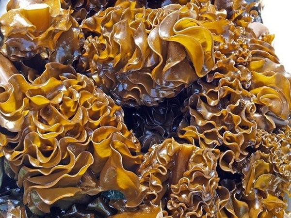 Tảo nâu Mekabu Tảo nâu Mekabu