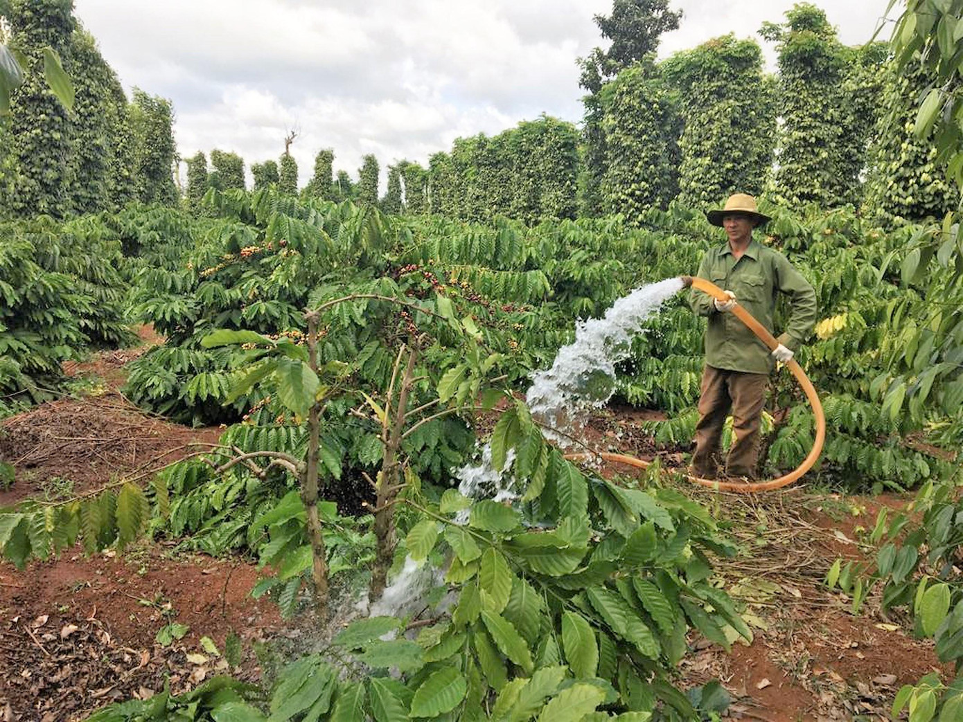 Dự án Nescafé Plan do Nestlé Việt Nam triển khai giúp giảm lượng nước trong canh tác cà phê