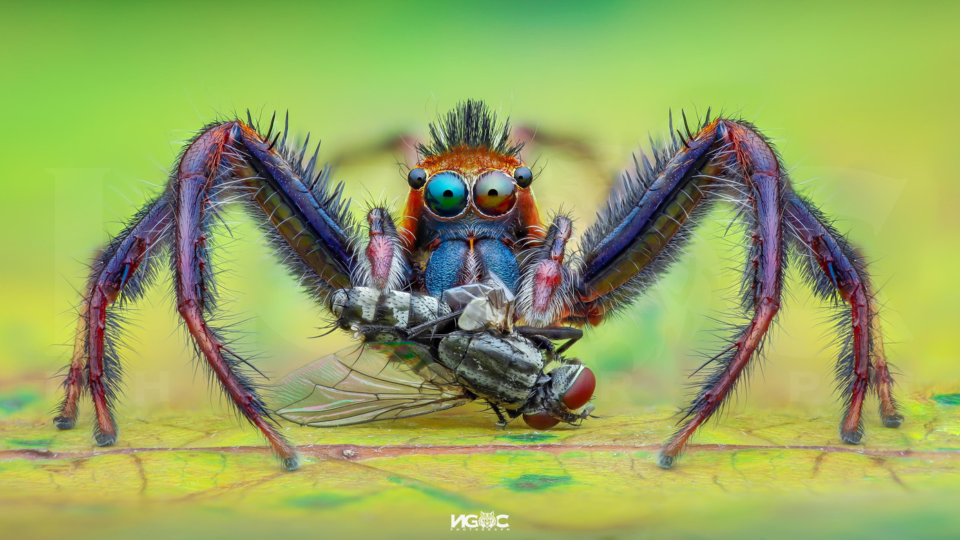 Nhện nhảy Epeus sinh sống trong rừng Cúc Phương.