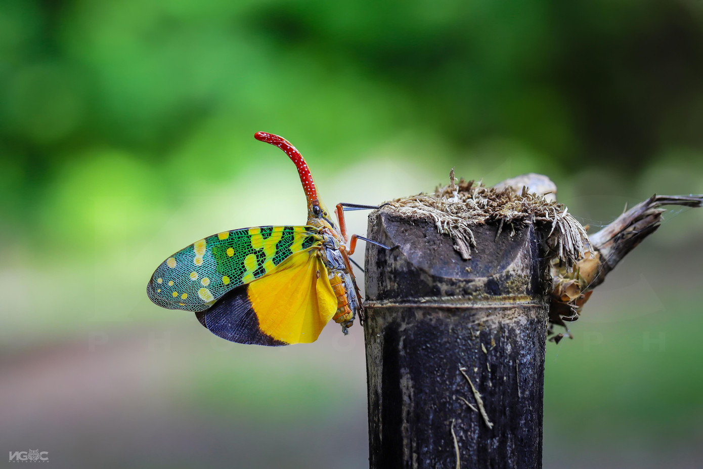 Ve vòi - Pyrops candelaria.