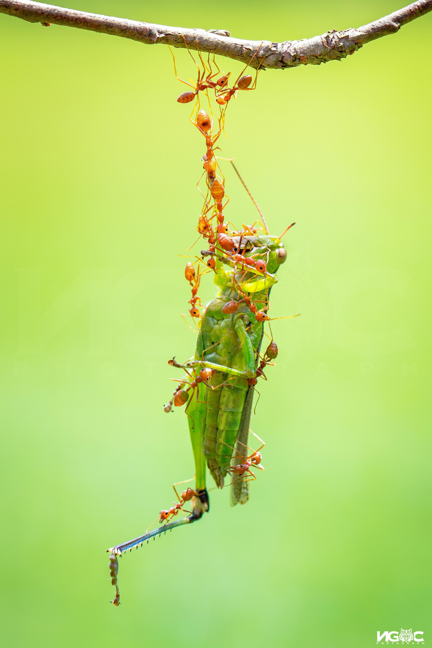 Một đàn kiến Weaver Ant đang kéo xác một con châu chấu.