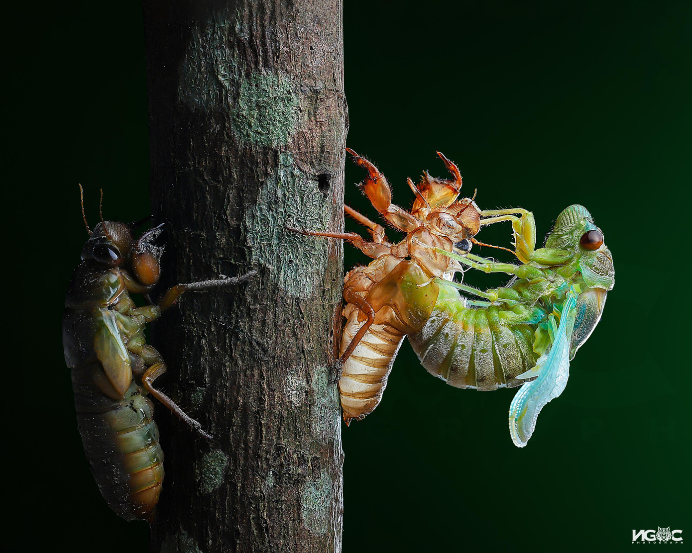 Ve sầu lột xác.