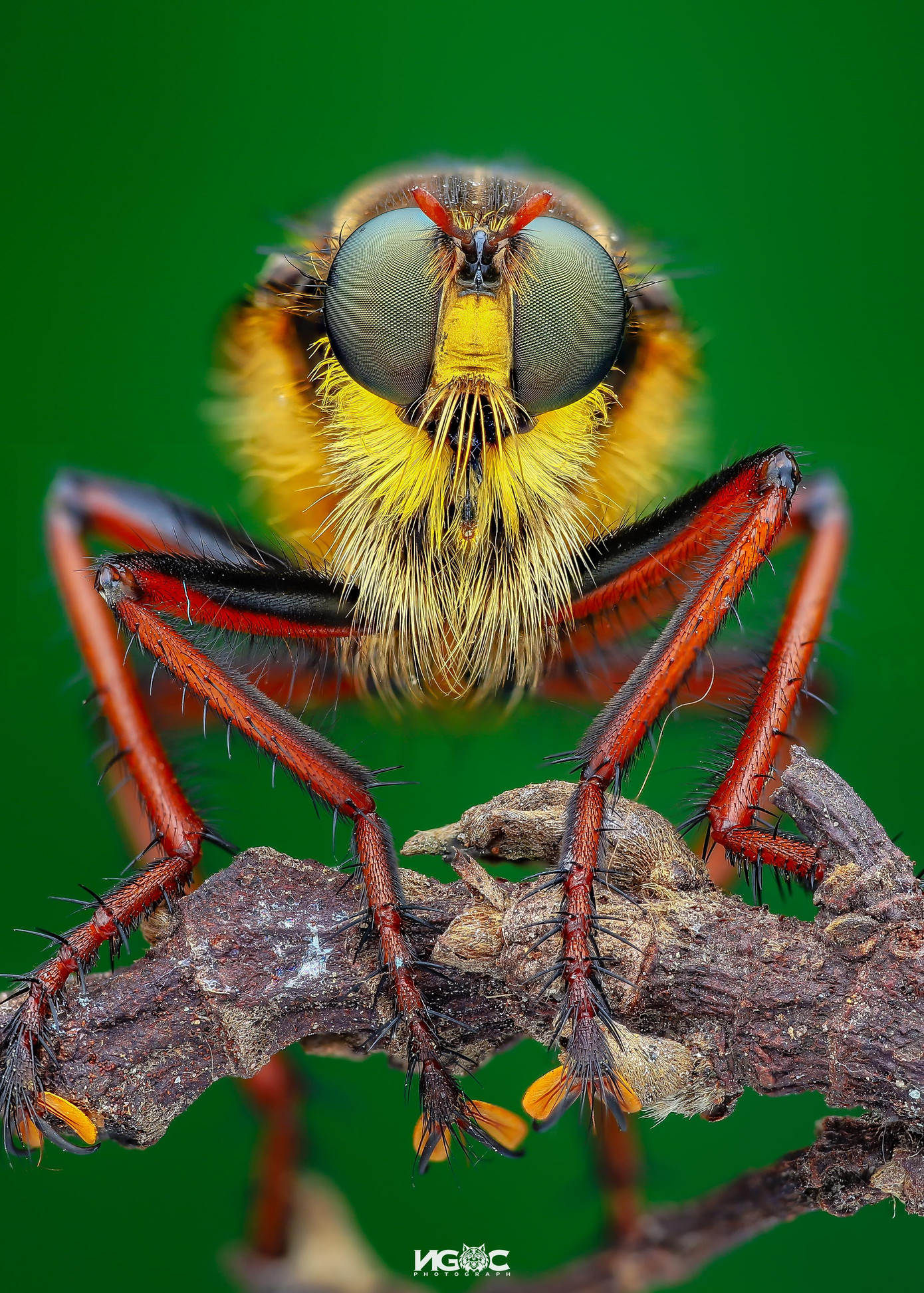 Một loại ruồi ăn thịt côn trùng (robber fly).