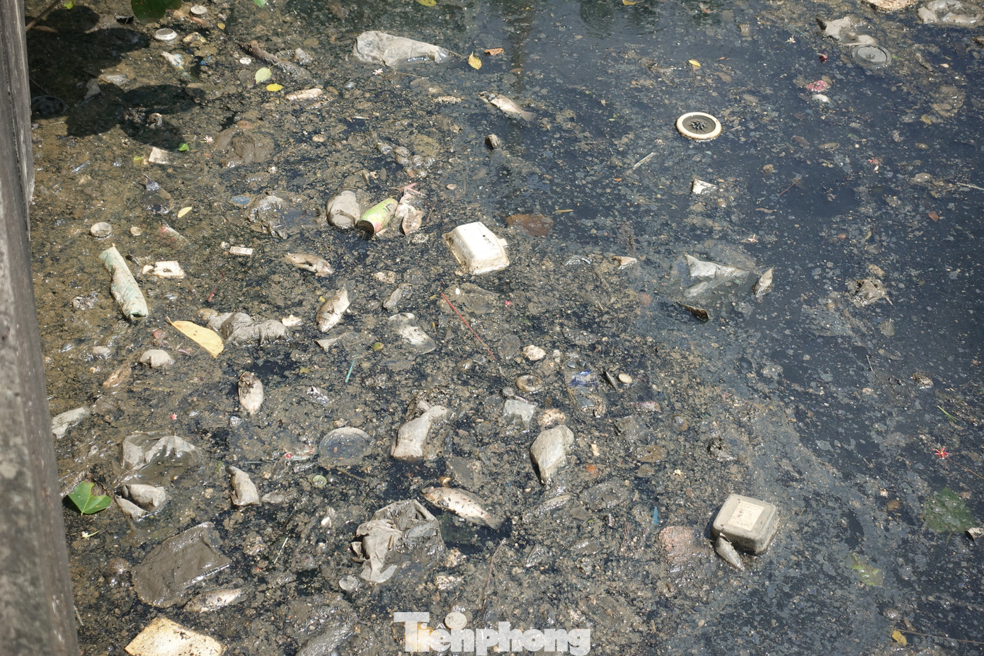 Ghi nhận vào trưa 23/5, kênh Nhiêu Lộc - Thị Nghè (đoạn từ khu vực cầu số 1 đến cầu số 3, quận Tân Bình) xuất hiện nhiều xác cá chết nổi lên cùng rác thải trôi dạt khu vực hai bên bờ kênh.