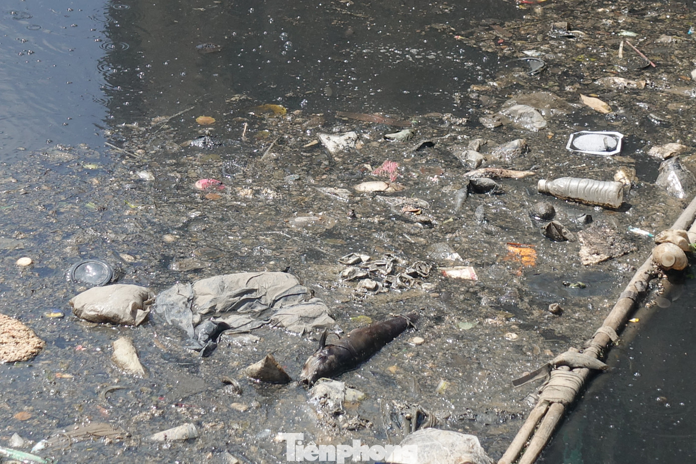 Cá chết, rác thải nổi trên kênh Nhiêu Lộc - Thị Nghè ảnh 5