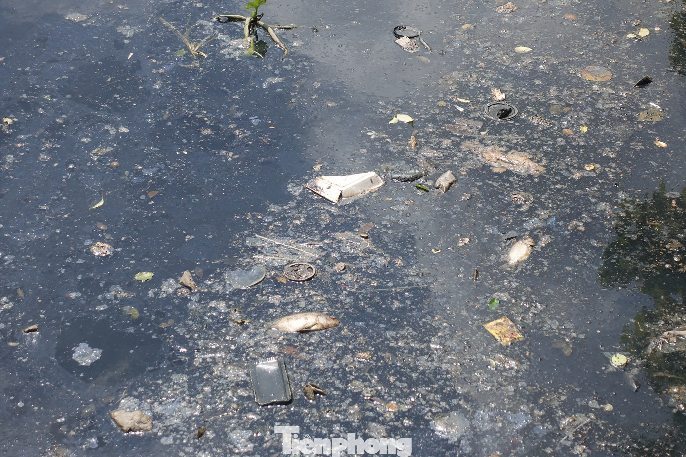 Theo tìm hiểu của PV, trên kênh Nhiêu Lộc - Thị Nghè thường xuyên xảy ra tình trạng cá chết sau những cơn mưa đầu mùa. Lần gần đây nhất là giữa tháng 4/2023, sau cơn mưa lớn, tại một số đoạn trên kênh Nhiêu Lộc - Thị Nghè cũng đã xảy ra hiện tượng cá chết.