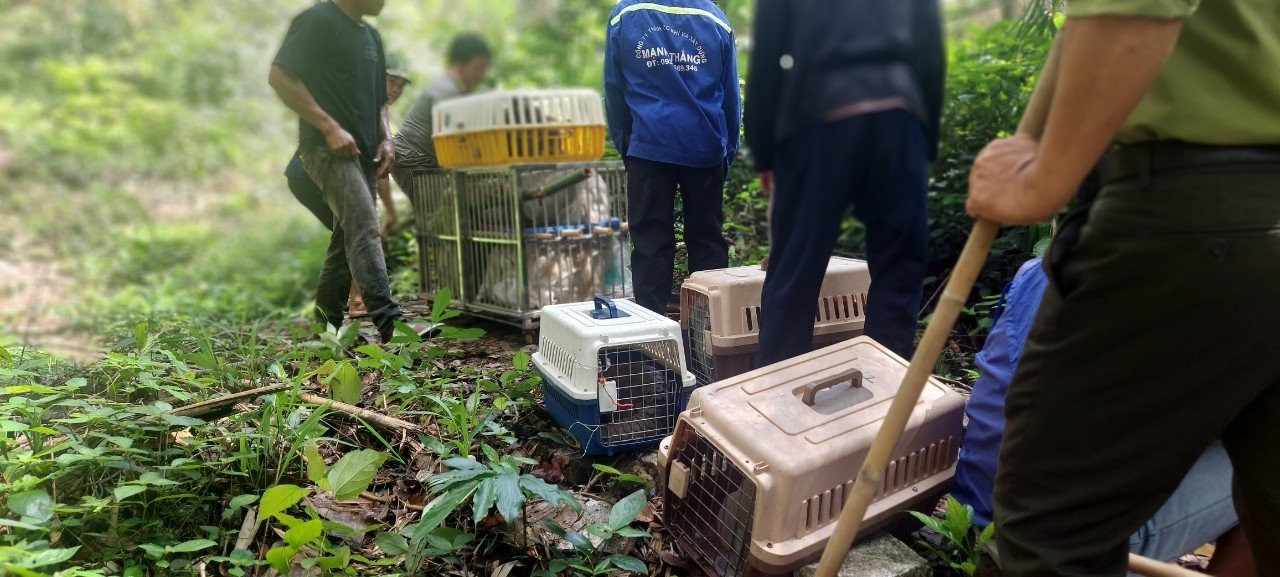 28 cá thể động vật trên gồm: Tê tê Java, Khỉ đuôi dài, khỉ vàng, khỉ đuôi lợn, khỉ mặt đỏ, rùa núi vàng, rùa hộp lưng đen.