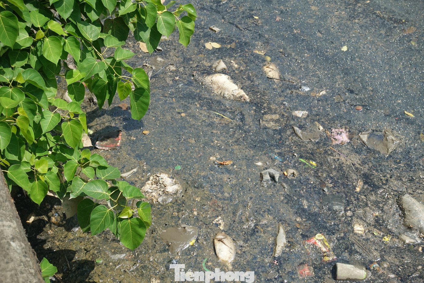 Số lượng cá chết nhiều tập trung ở các loại như cá mè, rô phi, cá chép, điêu hồng…