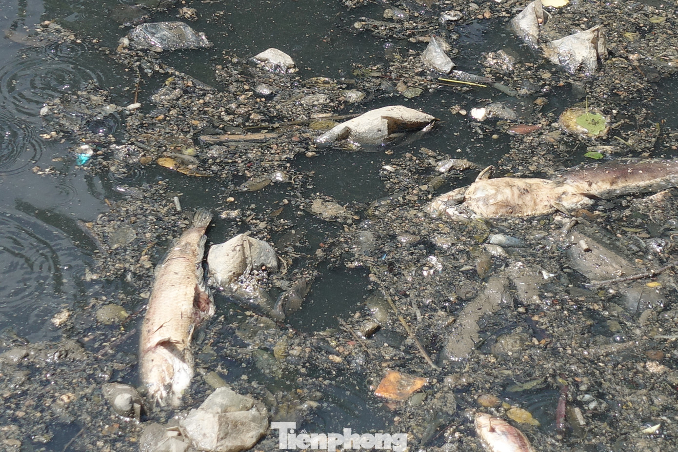 Cá chết, rác thải nổi trên kênh Nhiêu Lộc - Thị Nghè ảnh 4
